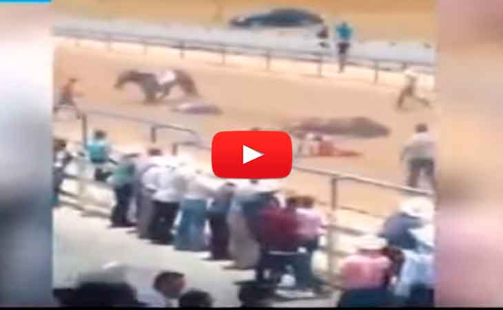 Mira la brutal caída de un caballo en carrera - Vídeo