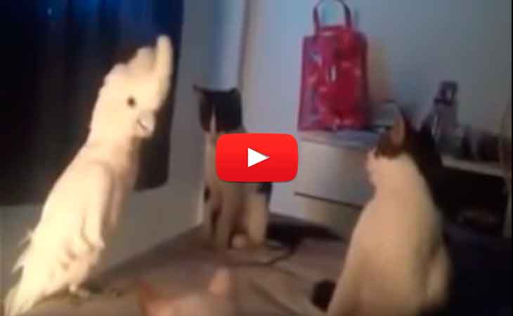 Vídeo: Cacatúa maúlla igual que grupo de gatos para caerles bien